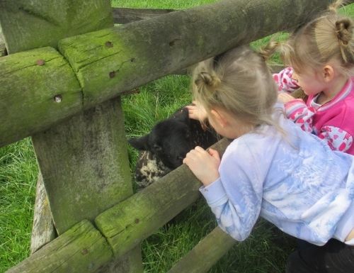 Two small children pet young lamb through a fence